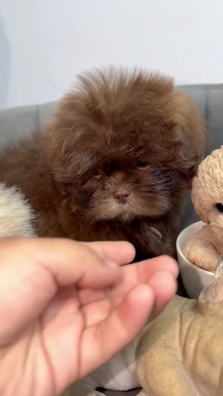 Shih Tzu dogs for sale: Shih Tzu 2 Luna  - Video 2