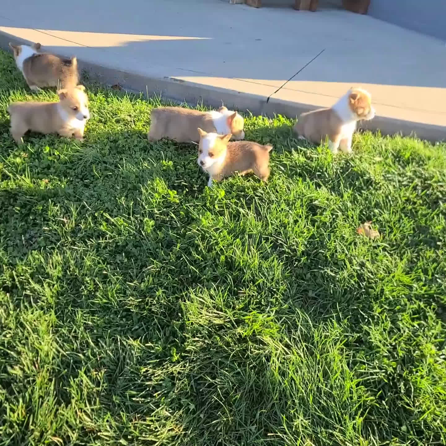 Welsh Corgi Pembroke dogs for sale: Bell - Video 1