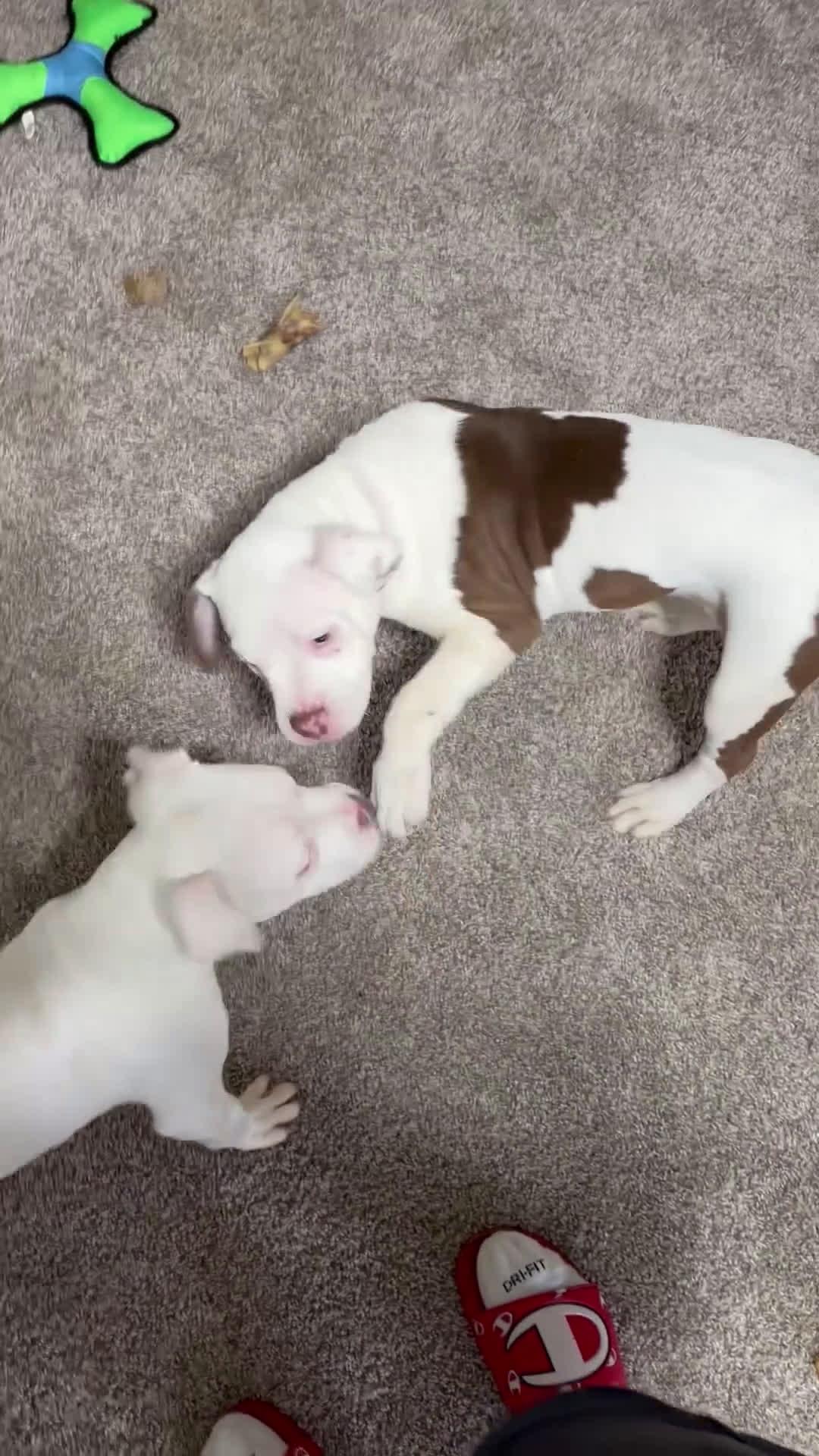 Mixed Breed dogs for sale: Mixed Breed Puppy 1 - Video 3