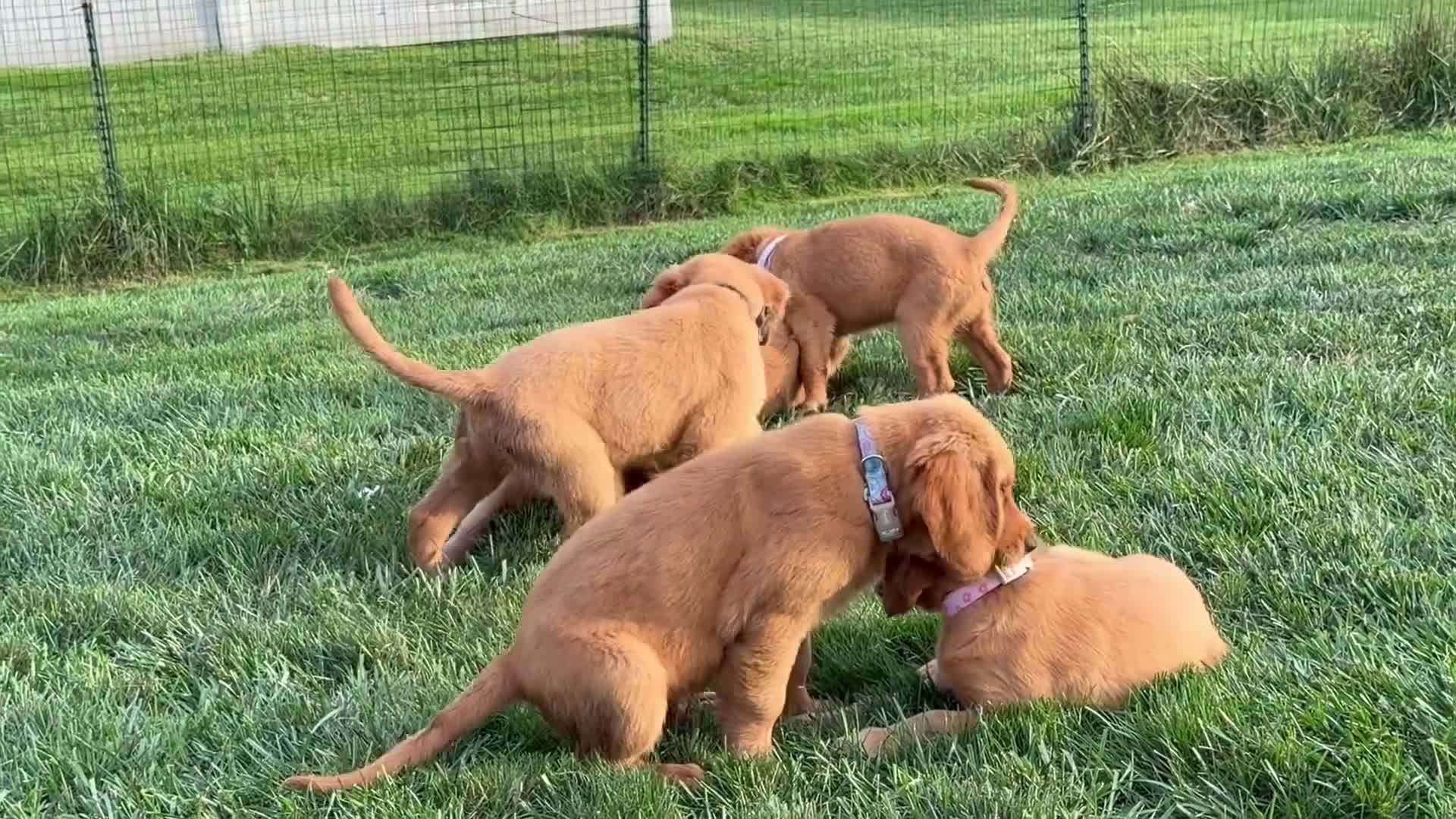 Golden Retriever dogs for sale: Scarlet - Video 2