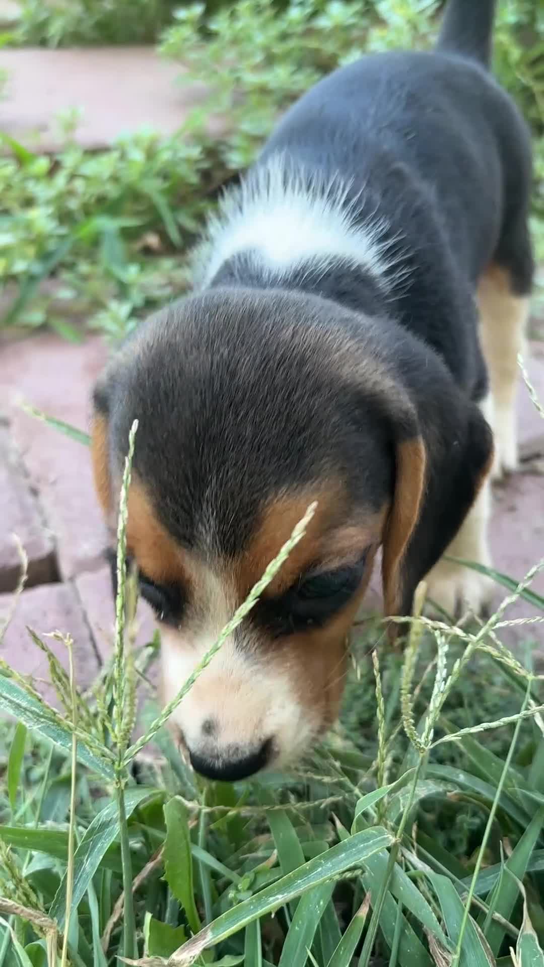 Beagle dogs for sale: Zoey - Video 1