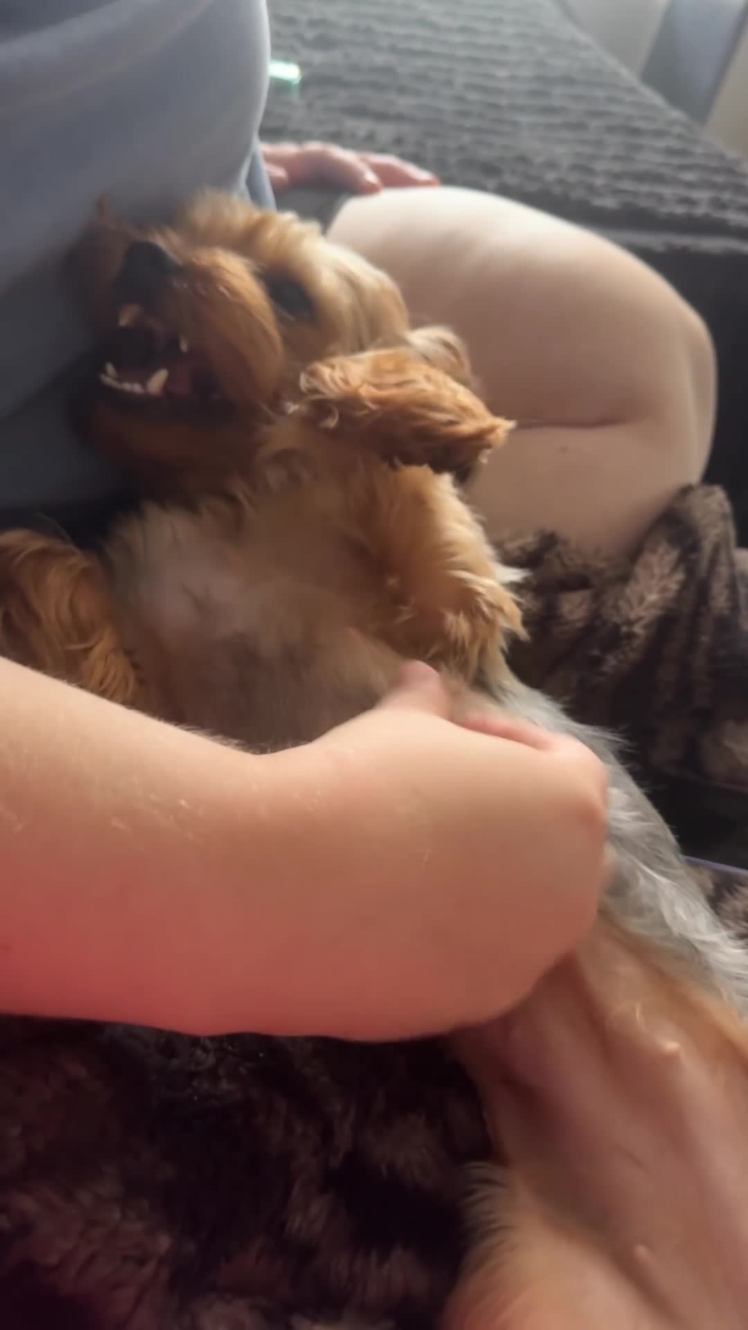 Yorkshire Terrier dogs for sale: Yorkshire Terrier  - Video 1