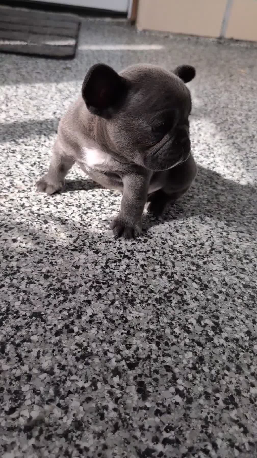 French Bulldog dogs for sale: Xander - Video 1