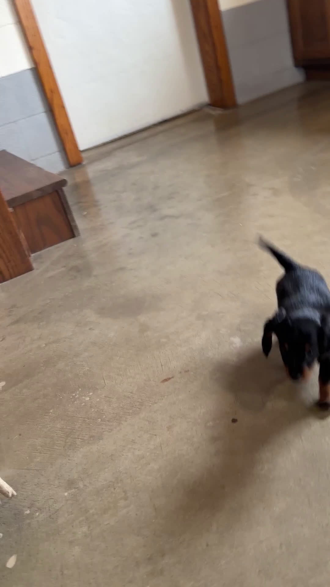 Miniature Dachshund dogs for sale: Willow - Video 1
