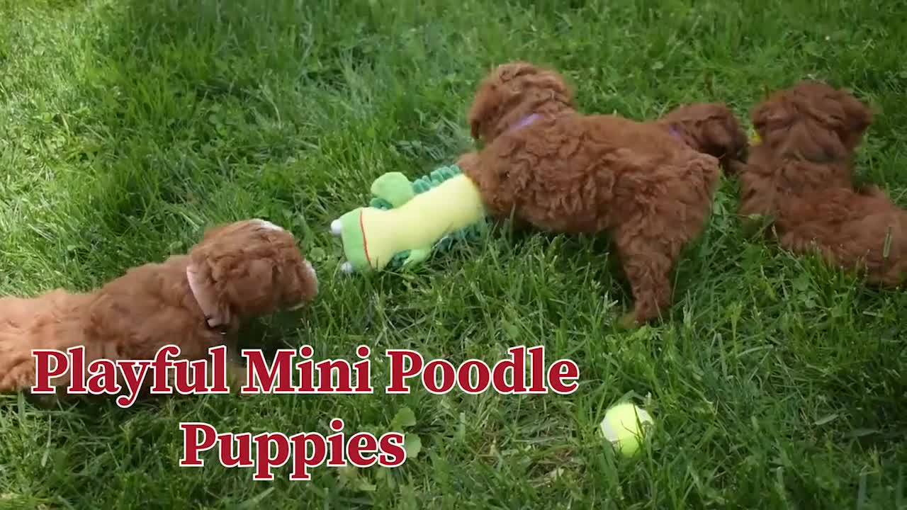 Miniature Poodle dogs for sale: Dahlia 🐶 - Video 2