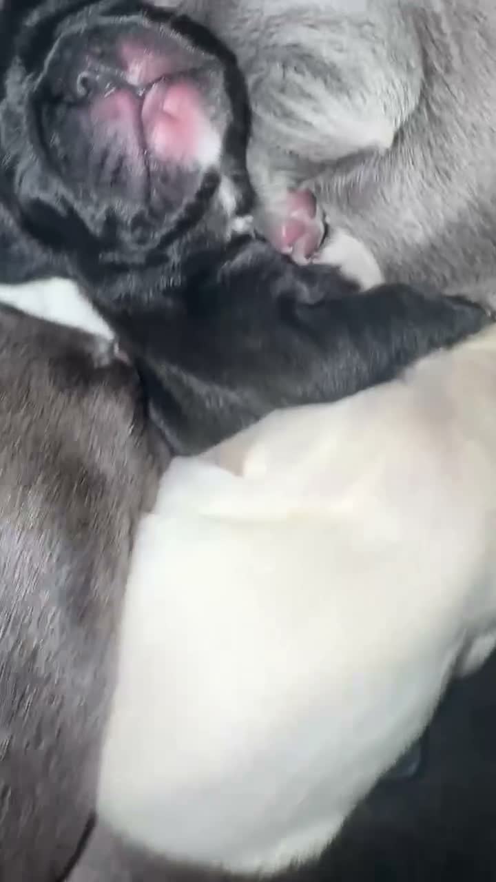 French Bulldog dogs for sale: French Bulldog 3 - Video 3