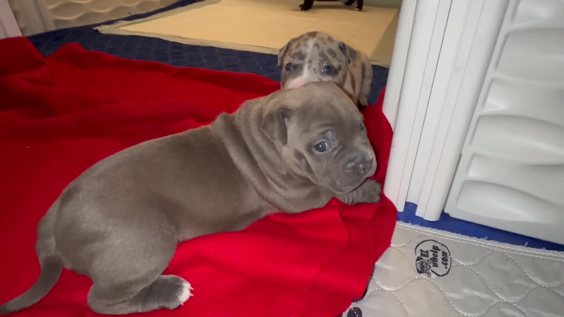 American Bully dogs for sale: American Bully 3 - Video 1