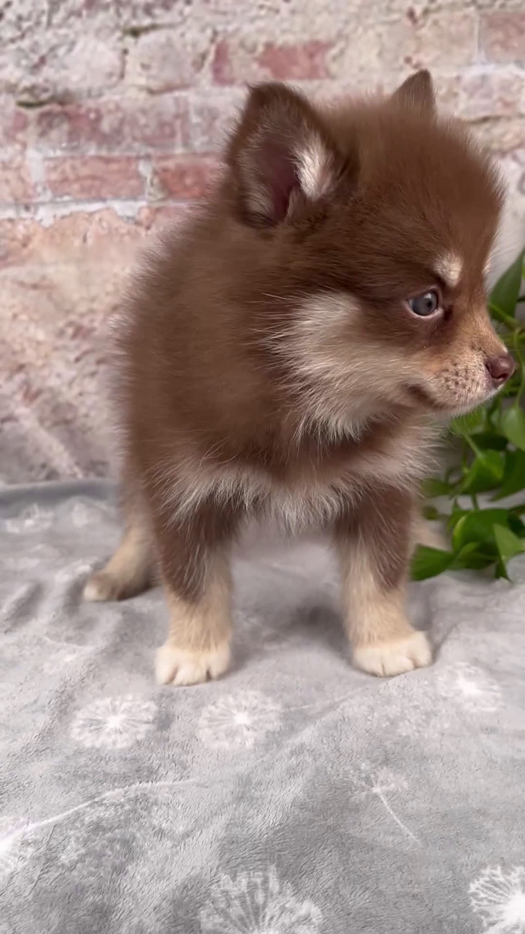 Pomsky dogs for sale: Kara - Video 1