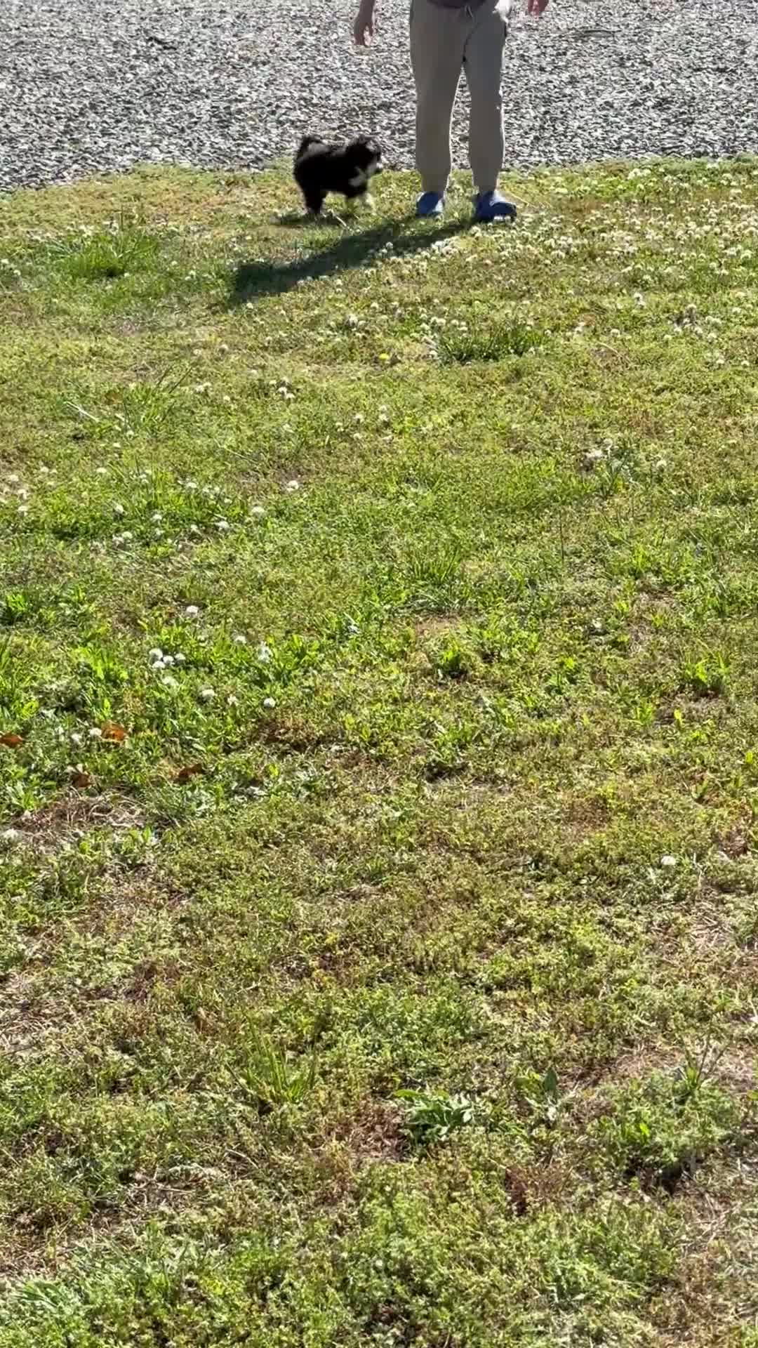 Aussiedoodle dogs for sale: Ol’ Red (Red) - Video 1