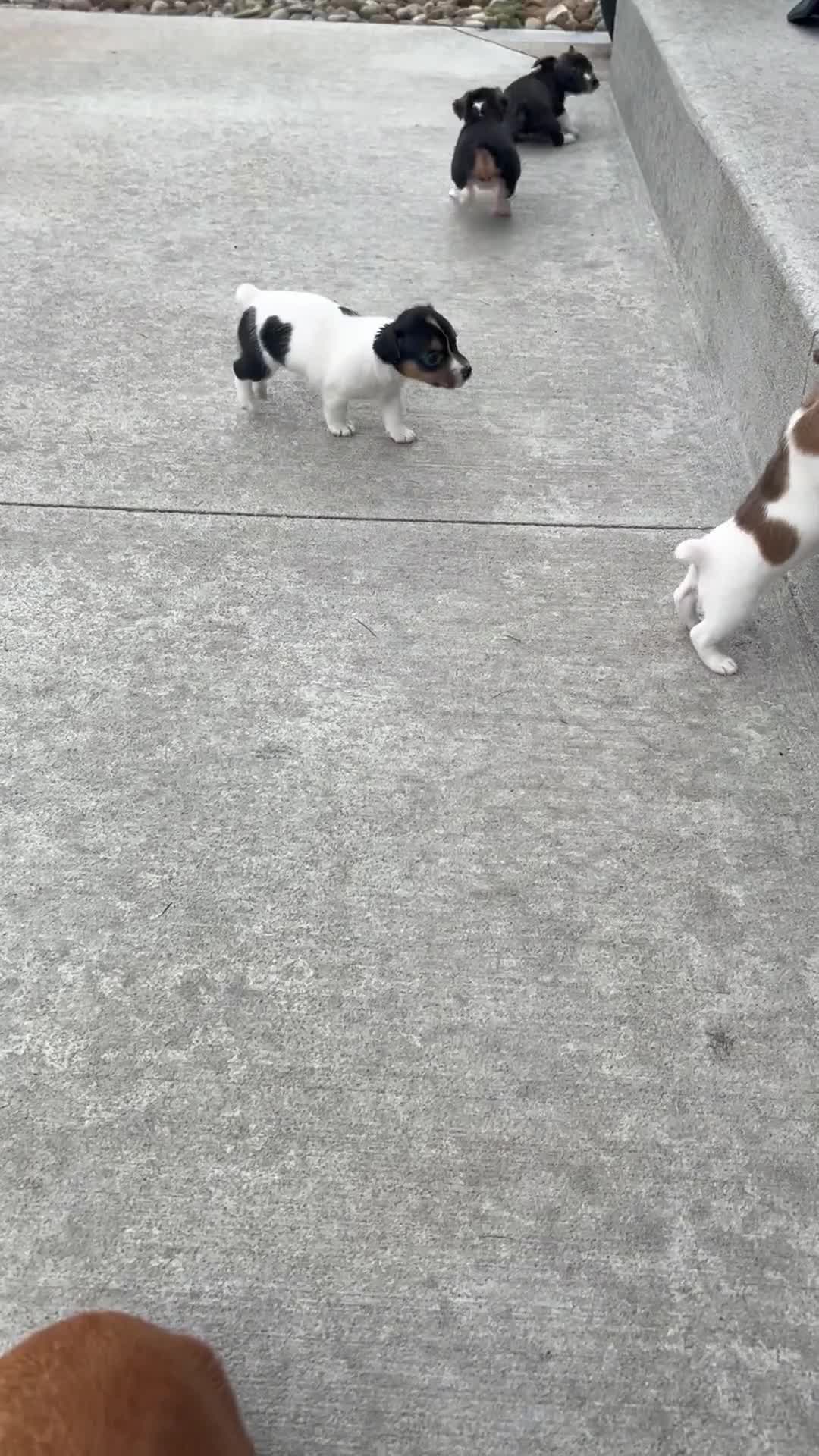 Jack Russell Terrier dogs for sale: Sparkle 💖  - Video 1
