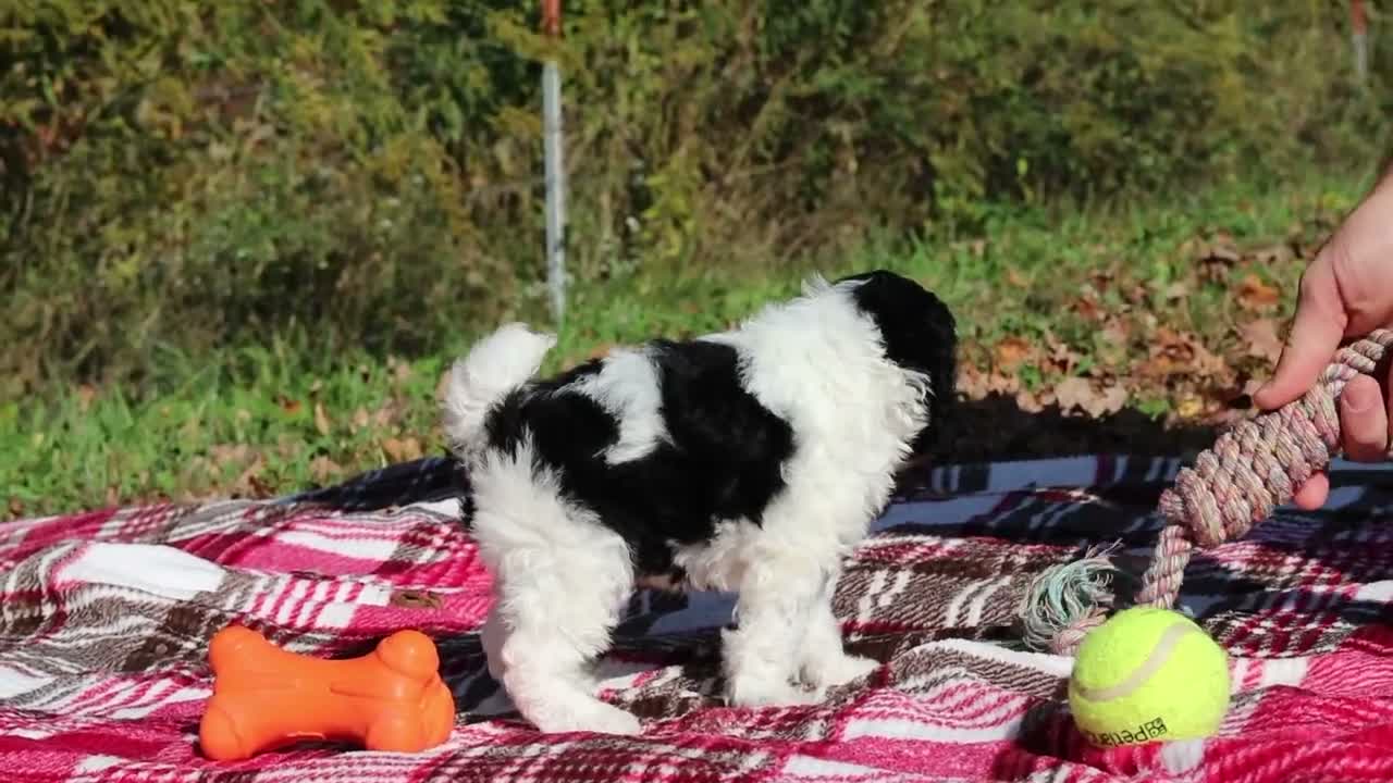 Miniature Poodle dogs for sale: Jillie (AKC) - Video 1