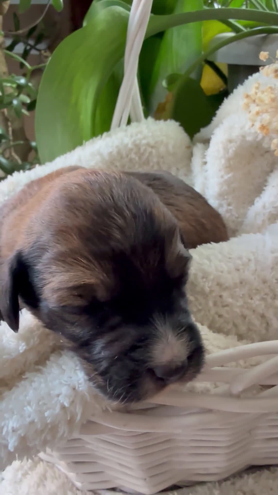 Mixed Breed dogs for sale: Sofie - Video 2