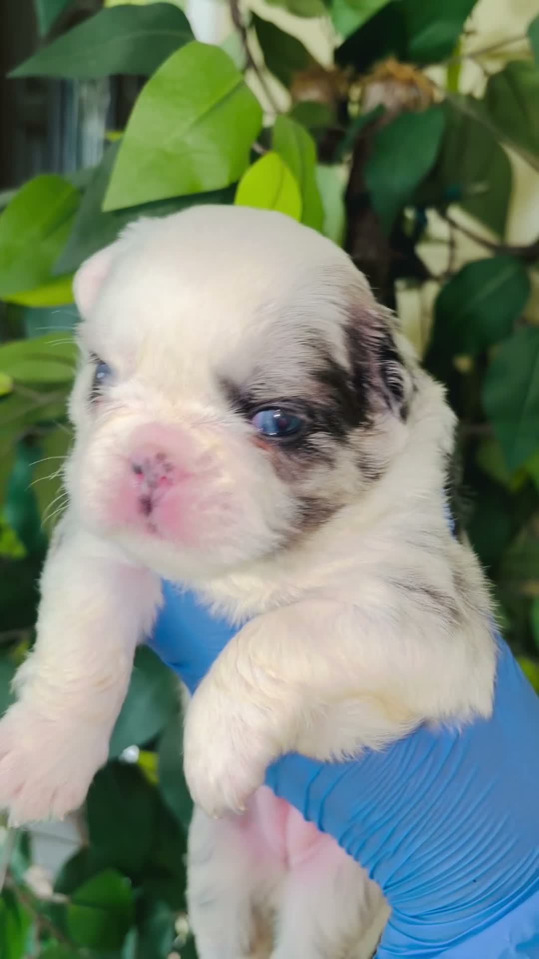 French Bulldog dogs for sale: Fluffy frenchie  - Video 1
