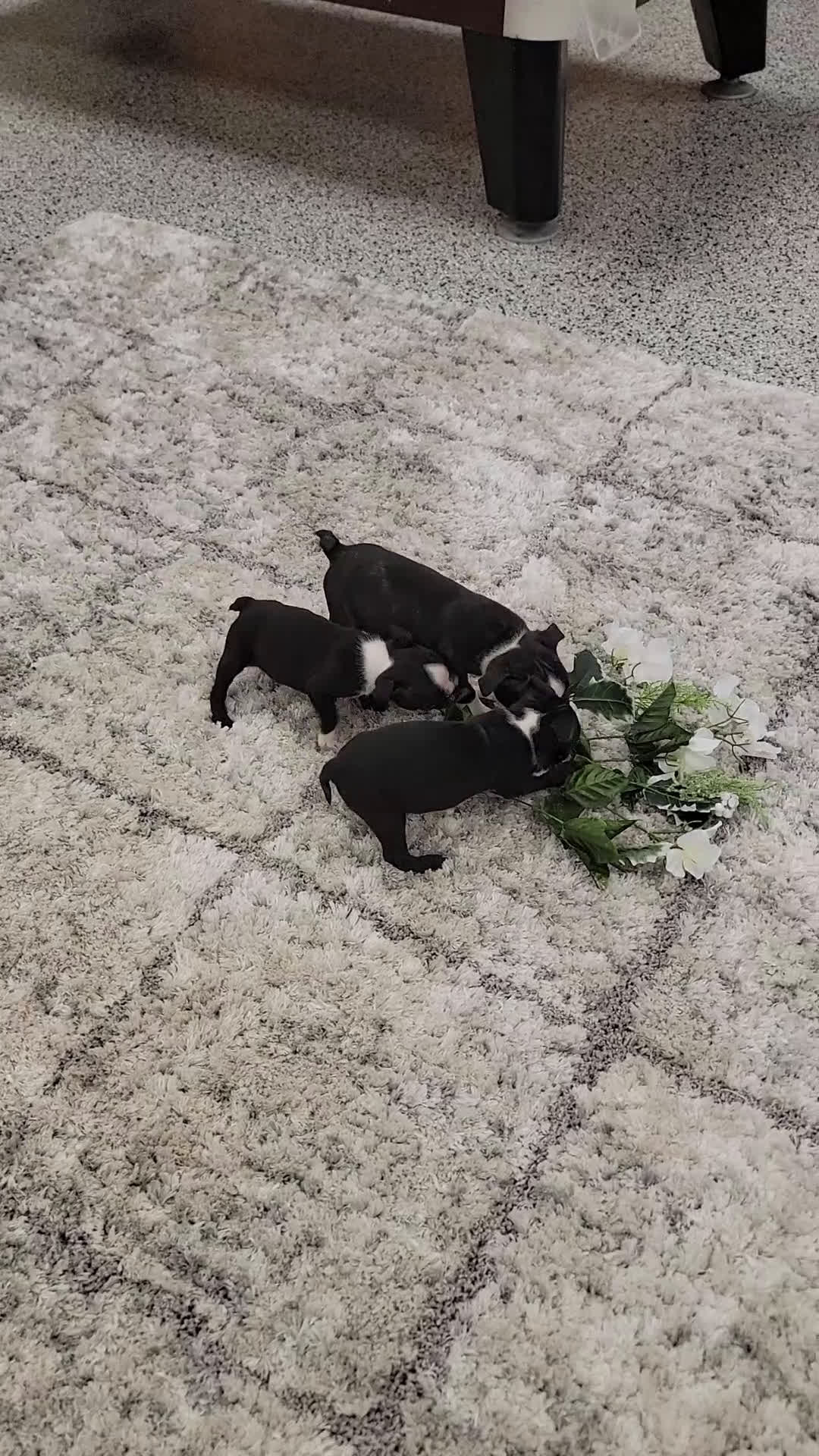 Boston Terrier dogs for sale: Bella - Video 1