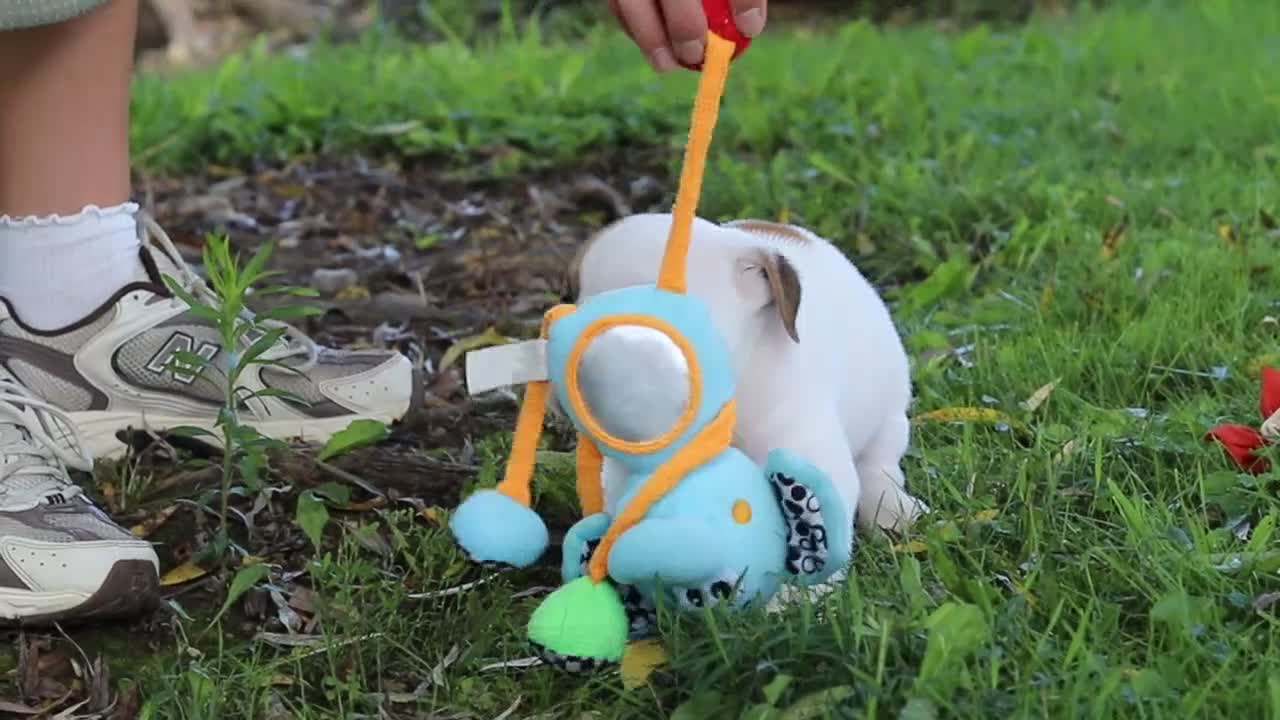 Beabull dogs for sale: Banjo - Video 1