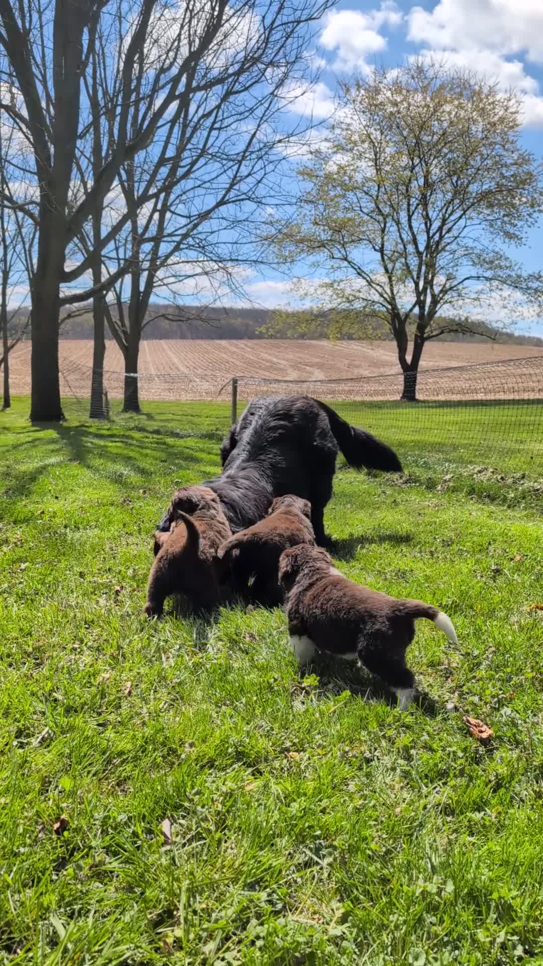 Newfoundland dogs for sale: Haelyn - Video 1
