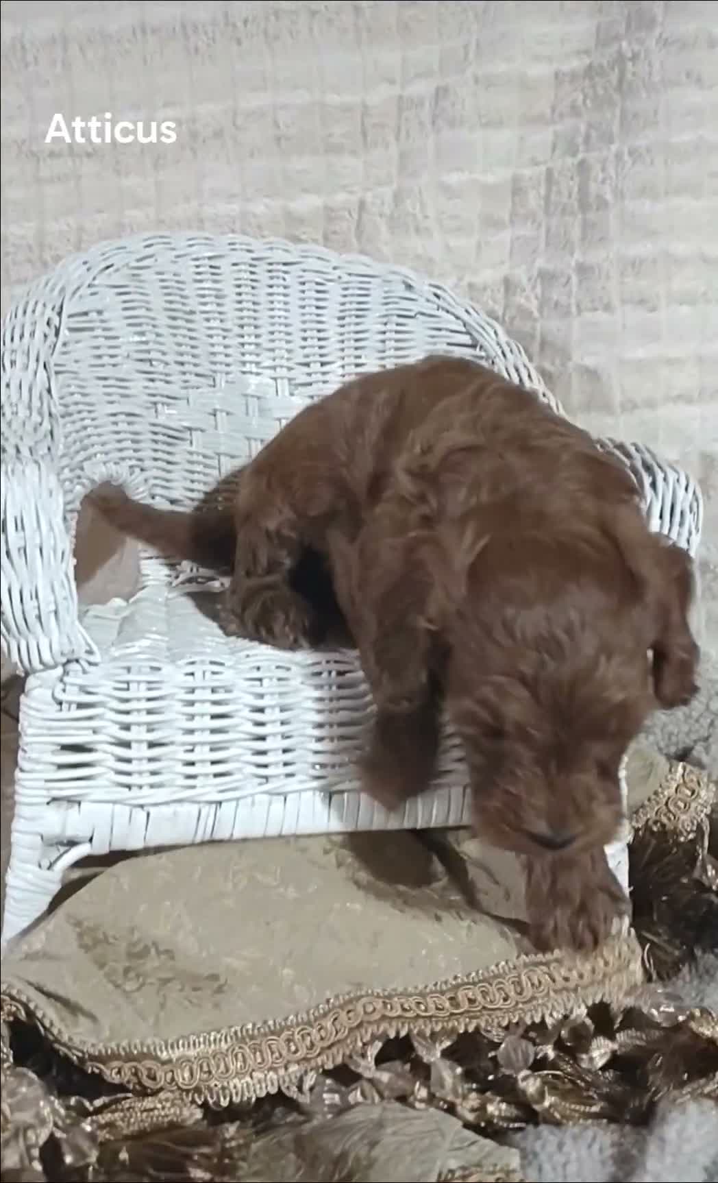 Cavapoo dogs for sale: Cavapoo F1b 4 Atticus  - Video 1