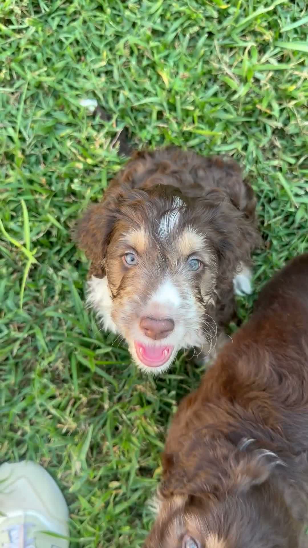 Aussiedoodle dogs for sale: Aussiedoodle 5 - Video 1