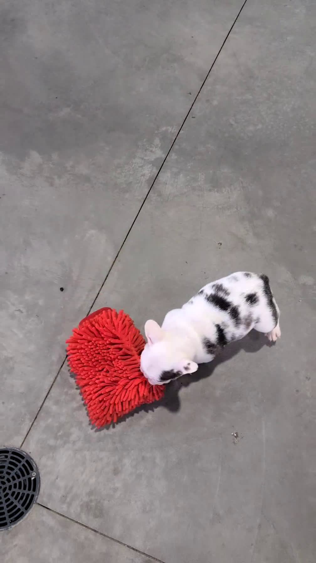 French Bulldog dogs for sale: Xander - Video 1