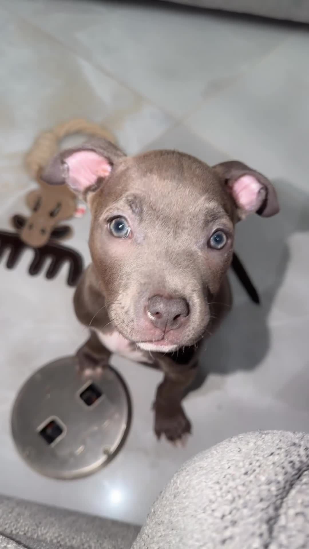 Mixed Breed dogs for sale: Alo - Video 2