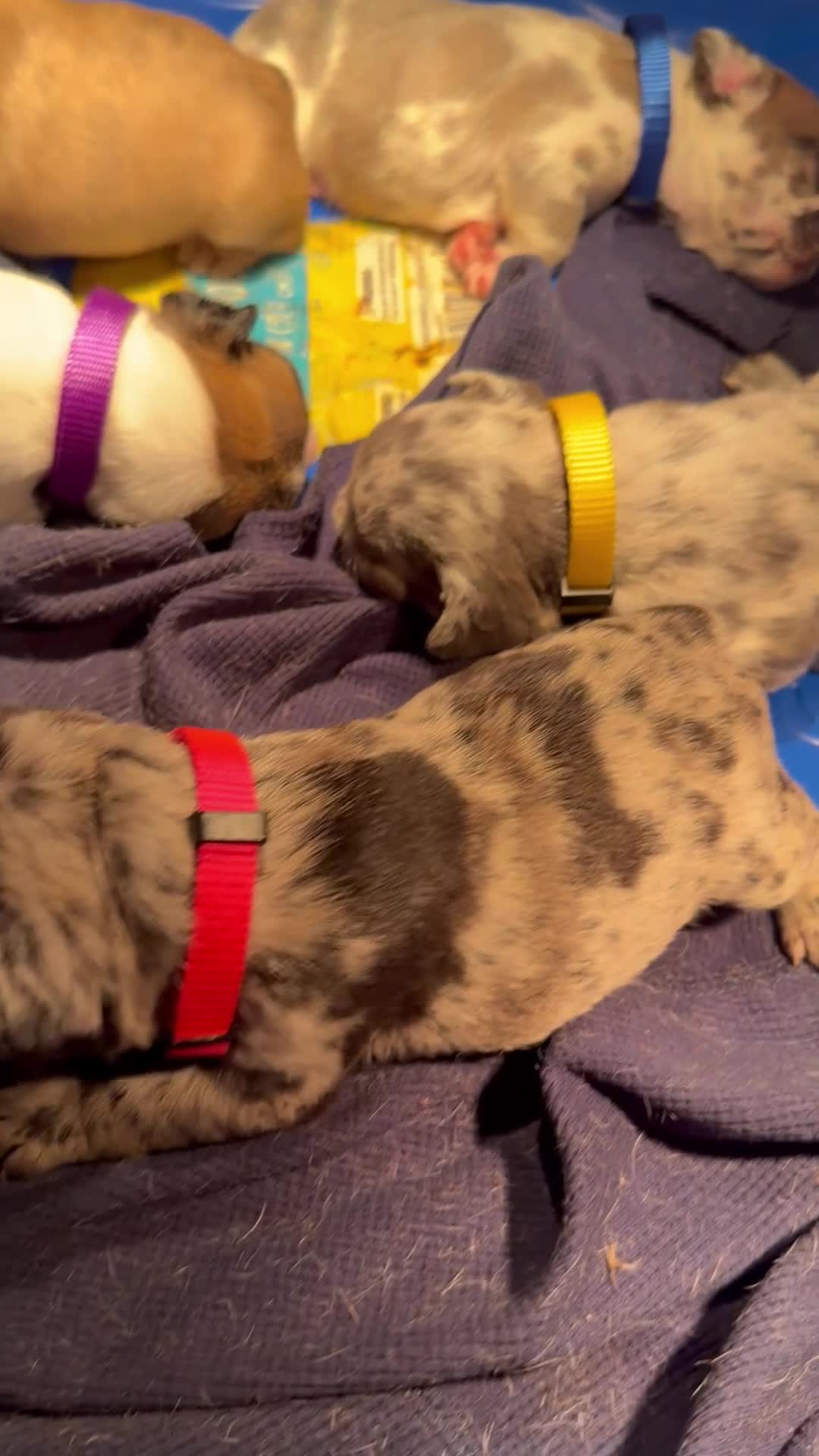 French Bulldog dogs for sale: French Bulldog 1 - Video 1