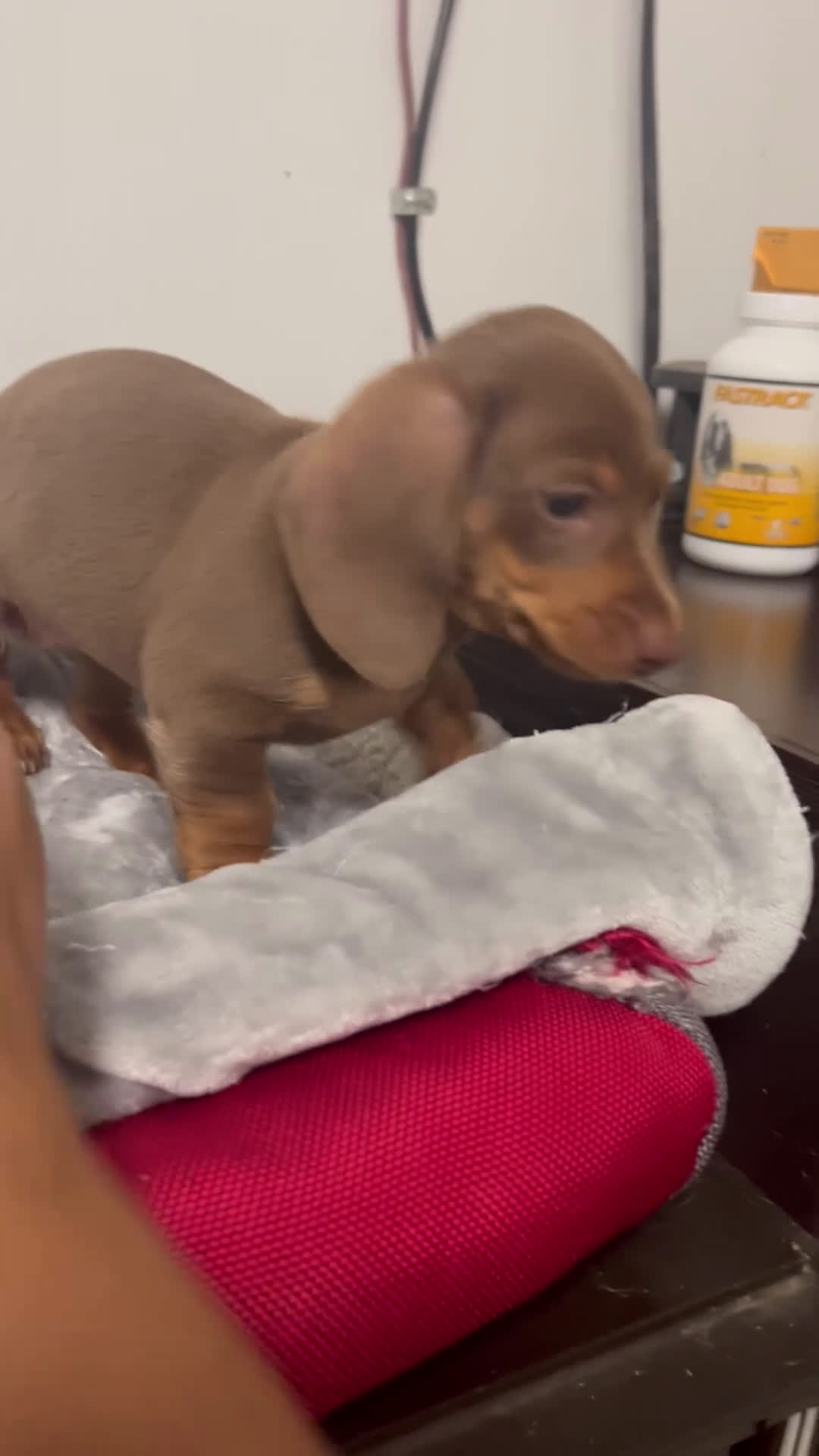 Miniature Dachshund dogs for sale: Gerty - Video 1
