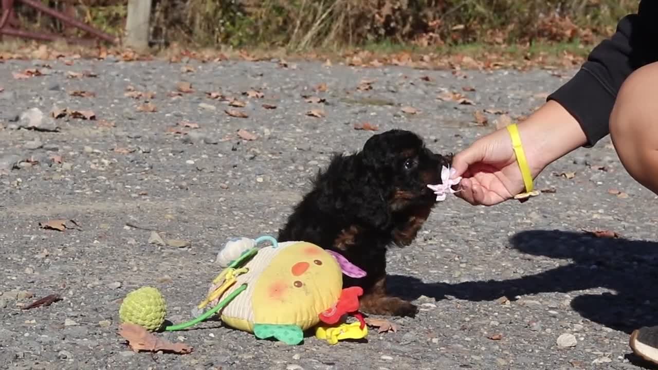 Miniature Poodle dogs for sale: Sadie (AKC) - Video 1