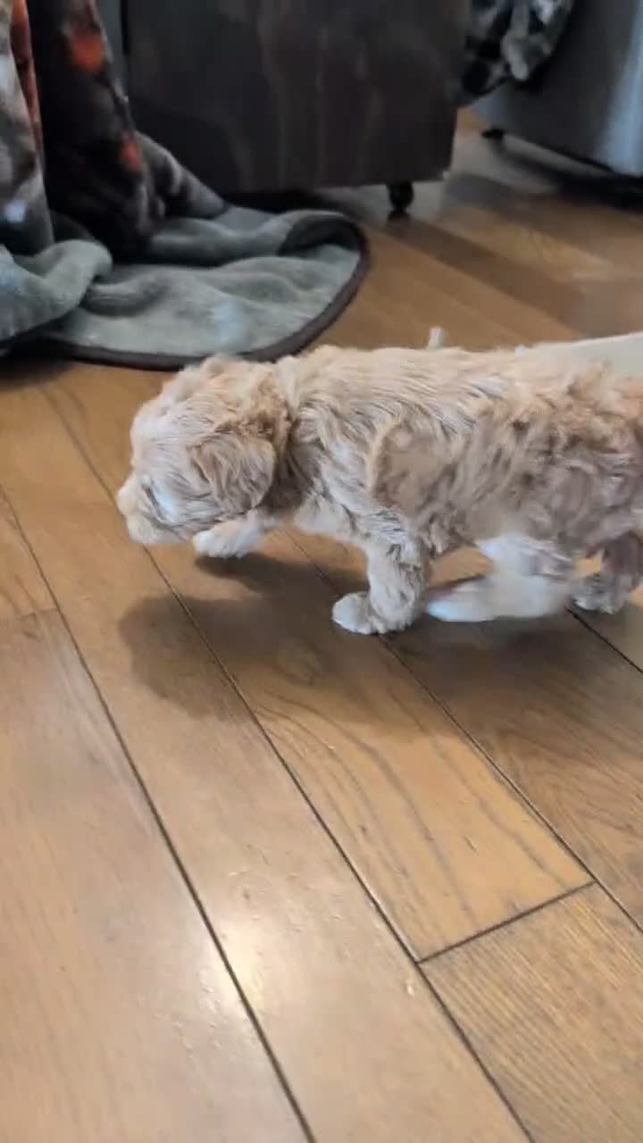 Schnoodle dogs for sale: Roxy - Video 1
