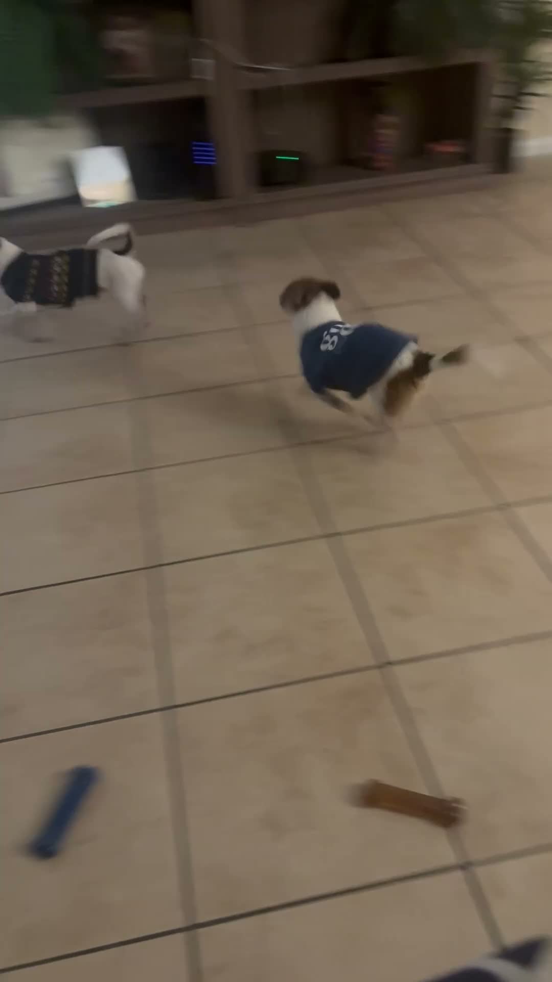 Mixed Breed dogs for sale: Peanut - Video 1