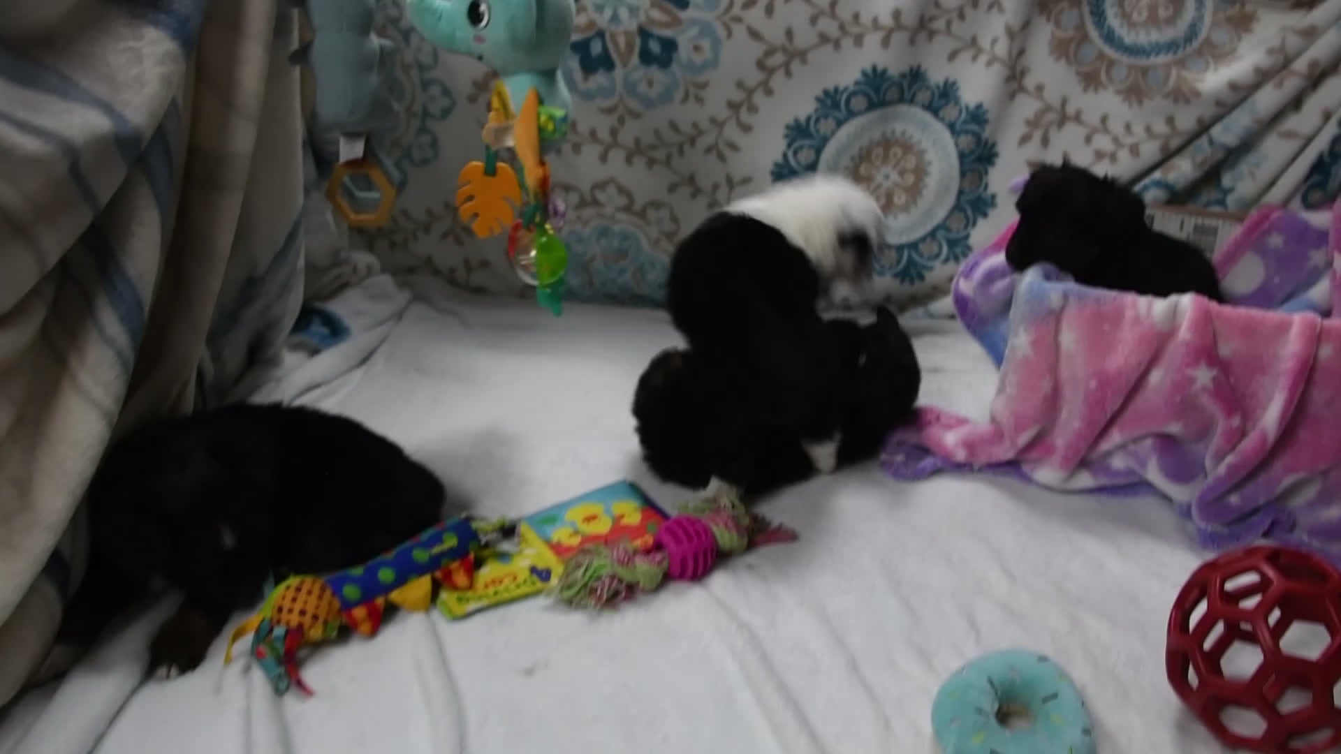 Toy Australian Shepherd dogs for sale: Bronson - Video 2