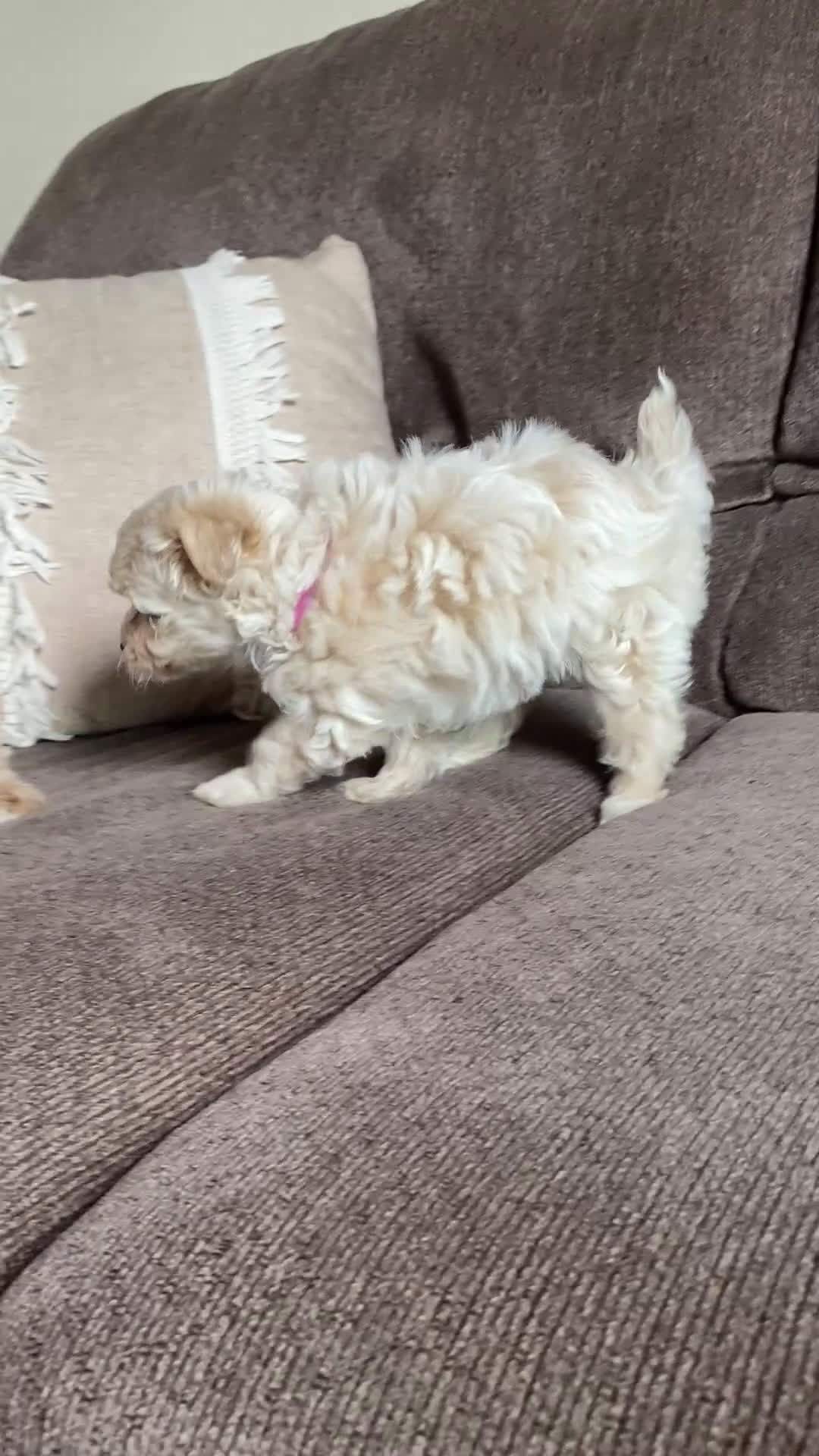 Maltipoo dogs for sale: ♥️Sweet Shirley ♥️ - Video 1