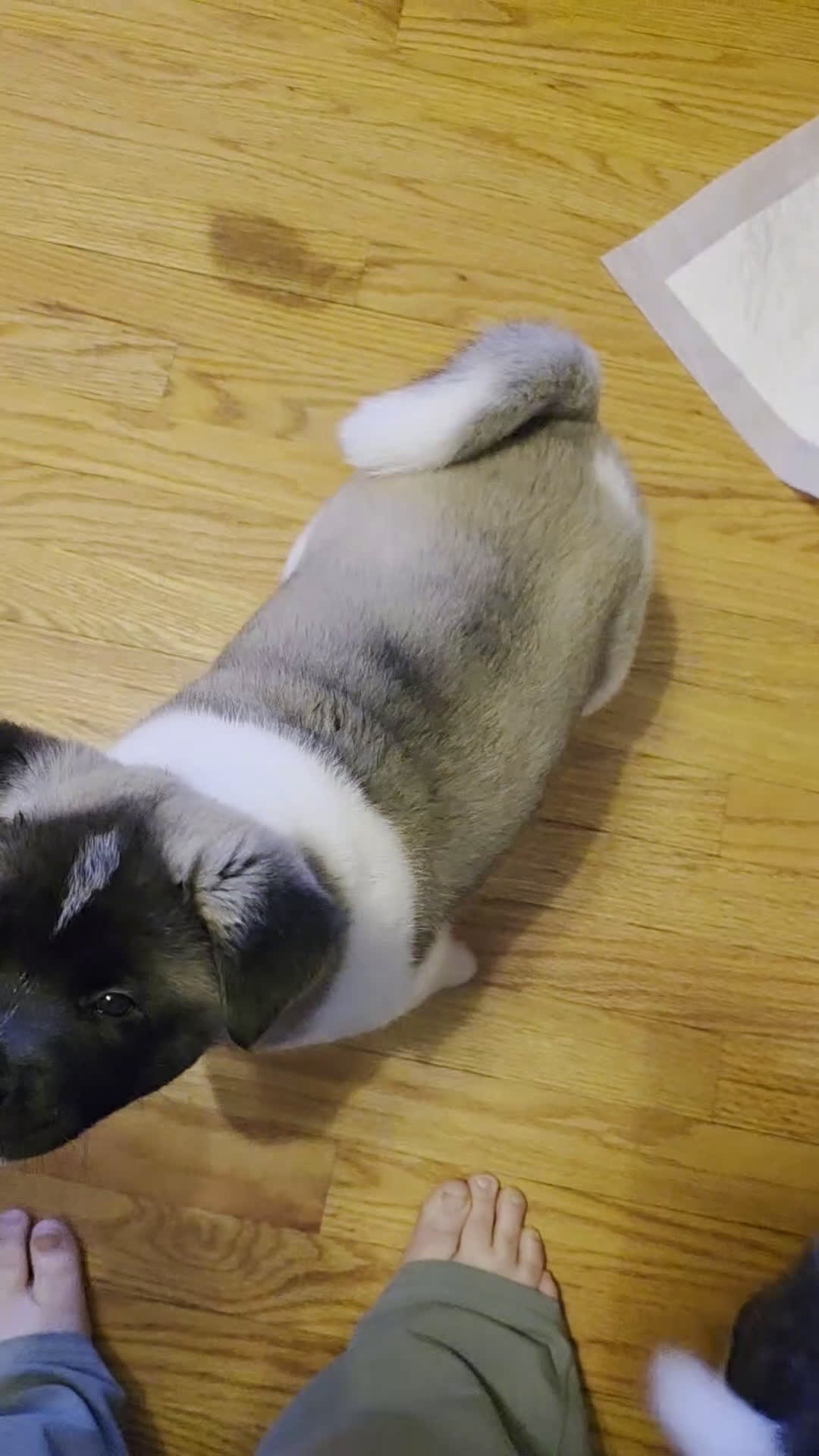 Akita dogs for sale: AKC Charm - Video 4