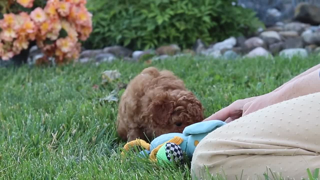 Cavapoo dogs for sale: Fletcher - Video 1
