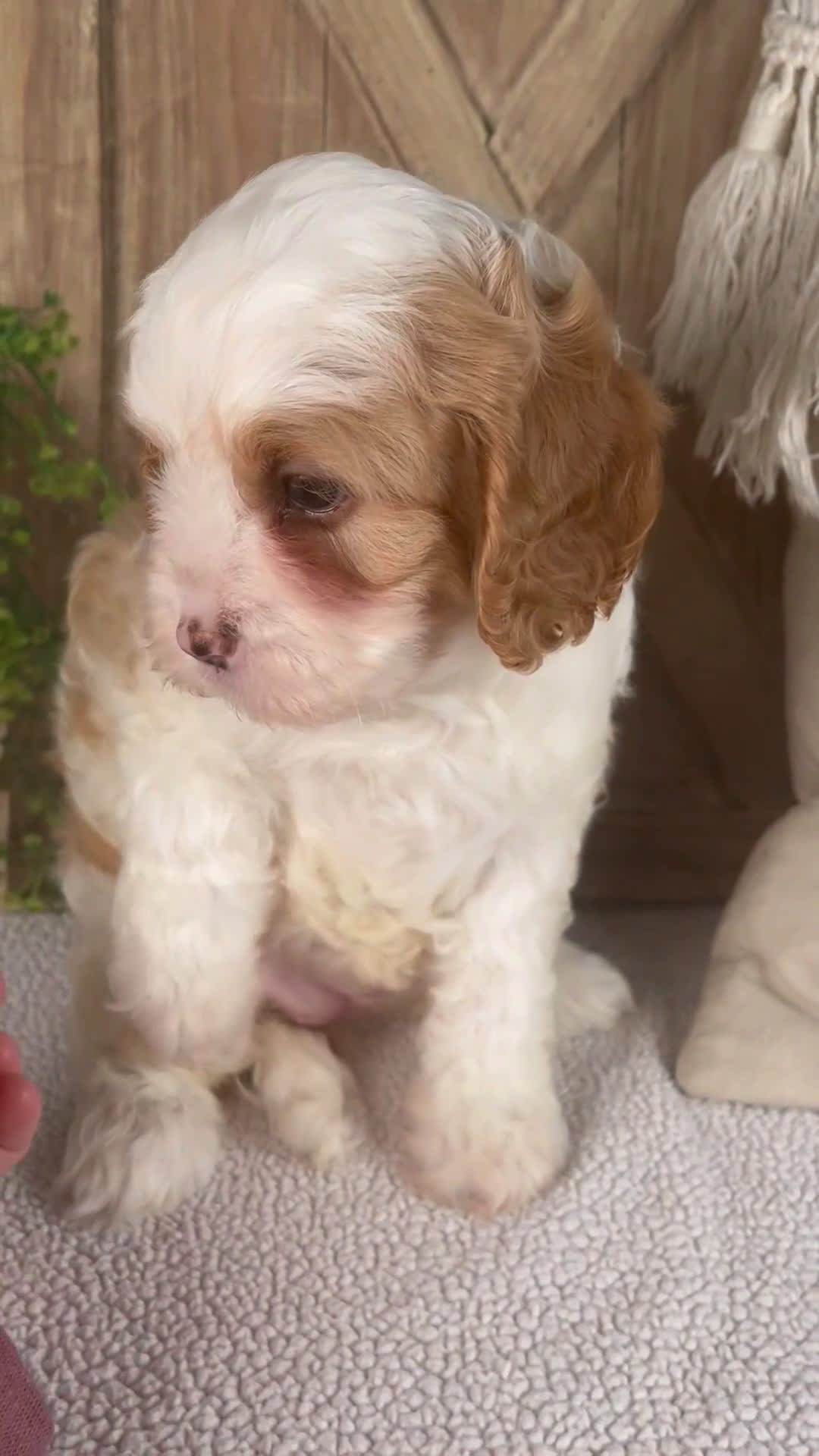 Cavapoo dogs for sale: Lily - Video 1