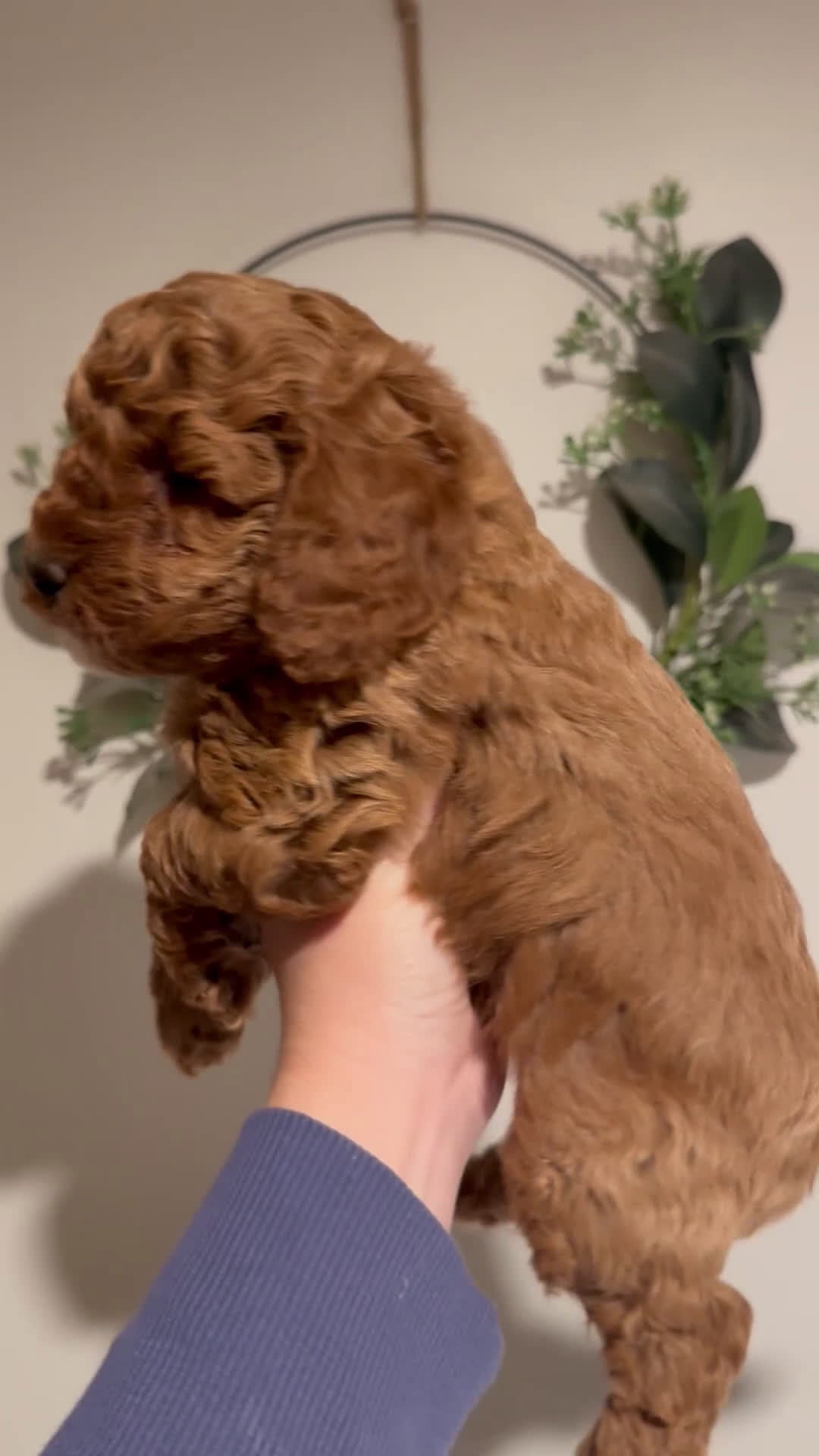 Cavapoo dogs for sale: Hank - F1b - Video 2