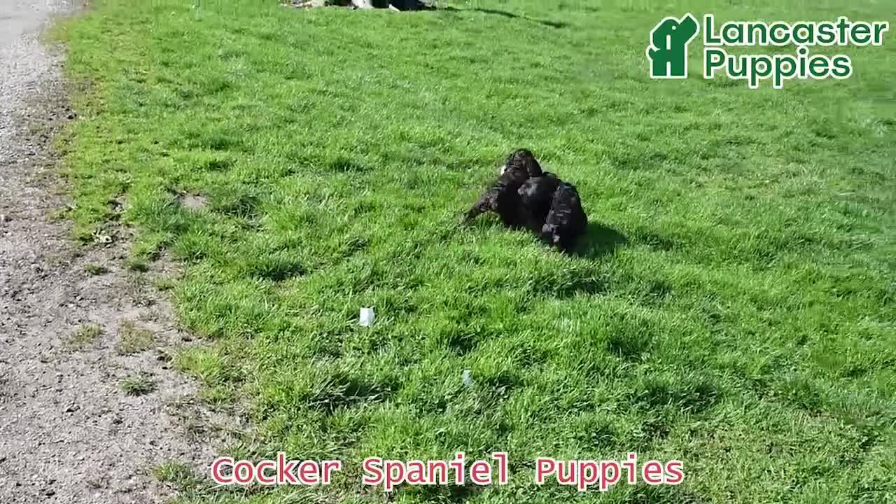 Cocker Spaniel dogs for sale: Cassandra - Video 1
