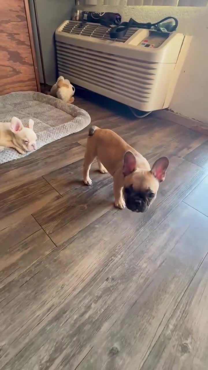 French Bulldog dogs for sale: LIZZIE - FAWN CUTIE IN CALI, USA DELIVERY & FINANCING OPTIONS! - Video 2