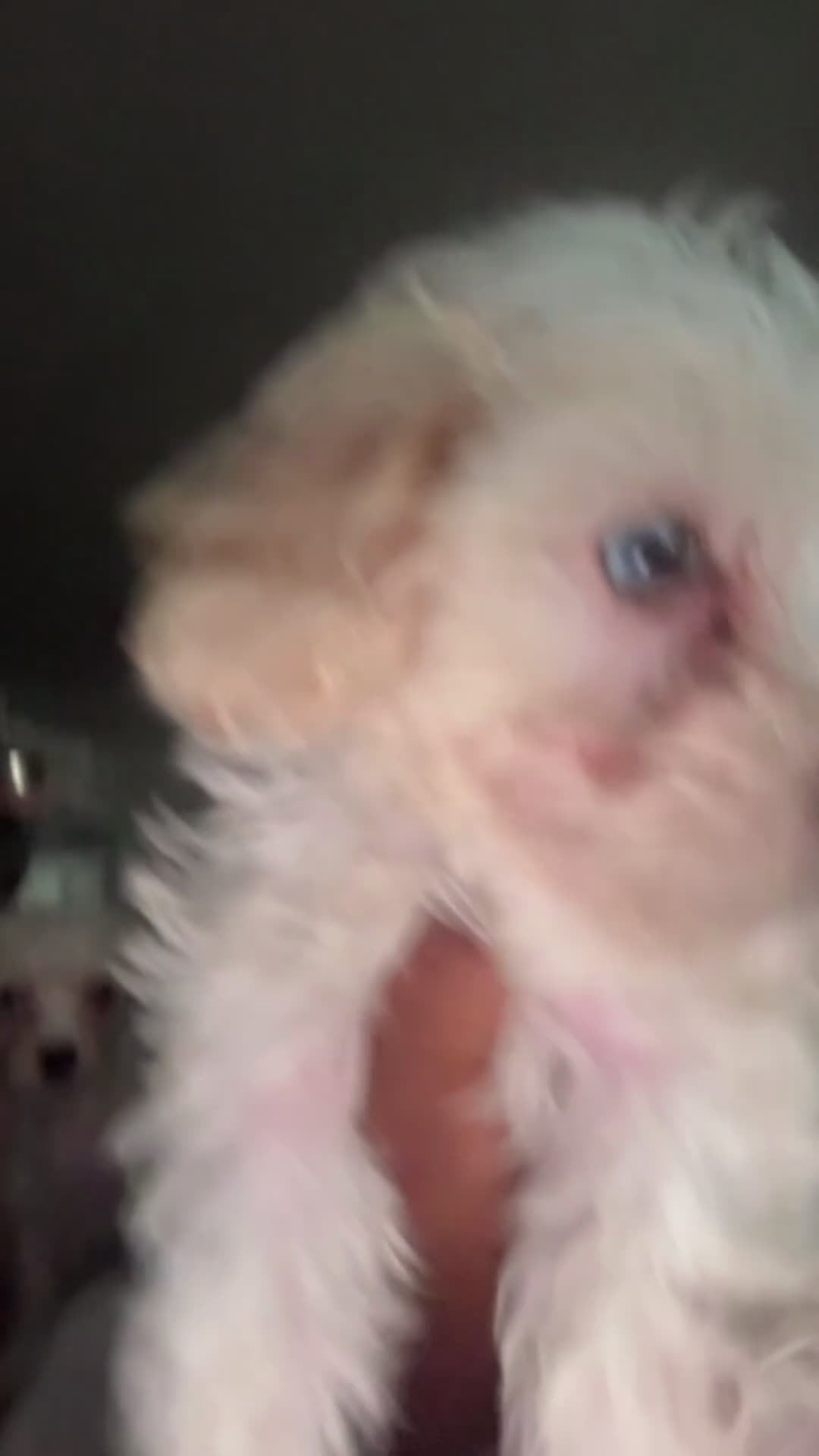 Mixed Breed dogs for sale: Mixed Breed Puppy 2 - Video 1