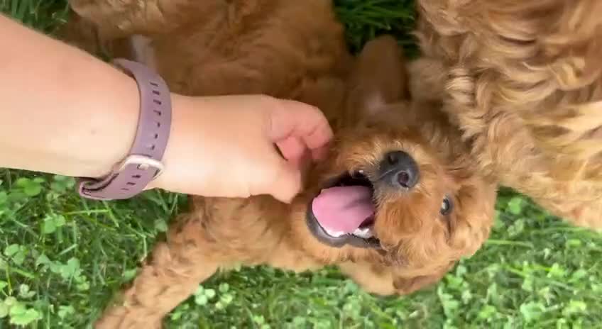 Mini Goldendoodle dogs for sale: Hermione  - Video 1