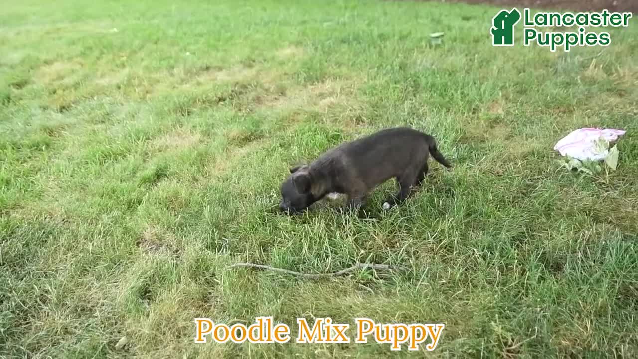 Mixed Breed dogs for sale: Bella   - Video 1