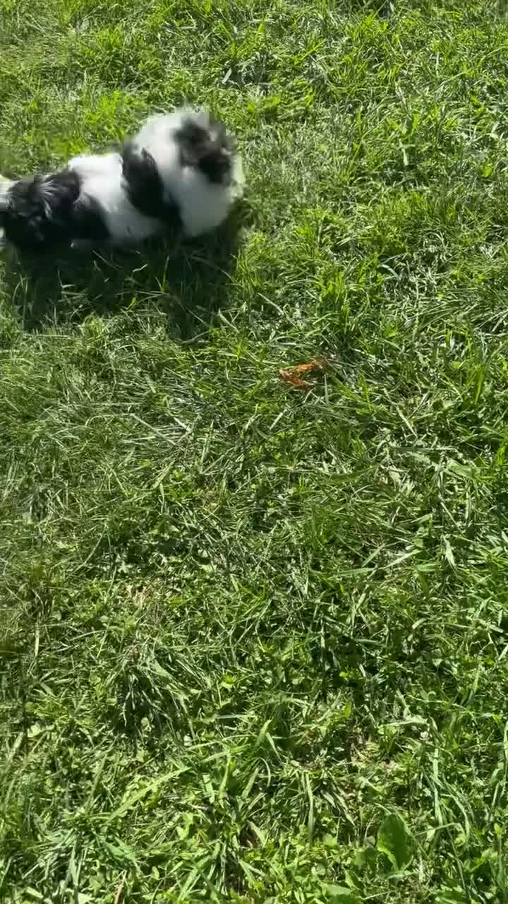 Shih Tzu dogs for sale: Shane Shih Tzu  - Video 1