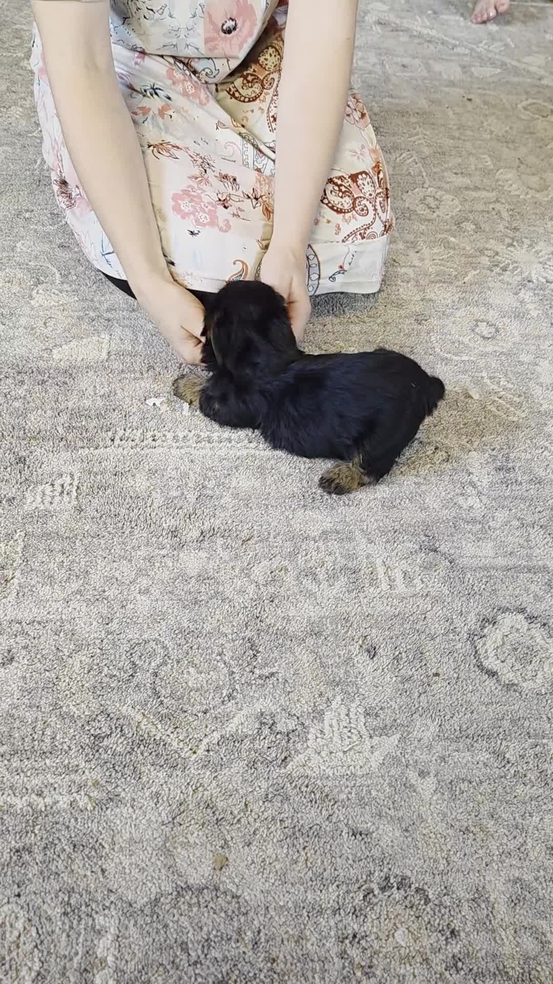 Yorkshire Terrier dogs for sale: Reba - Video 7