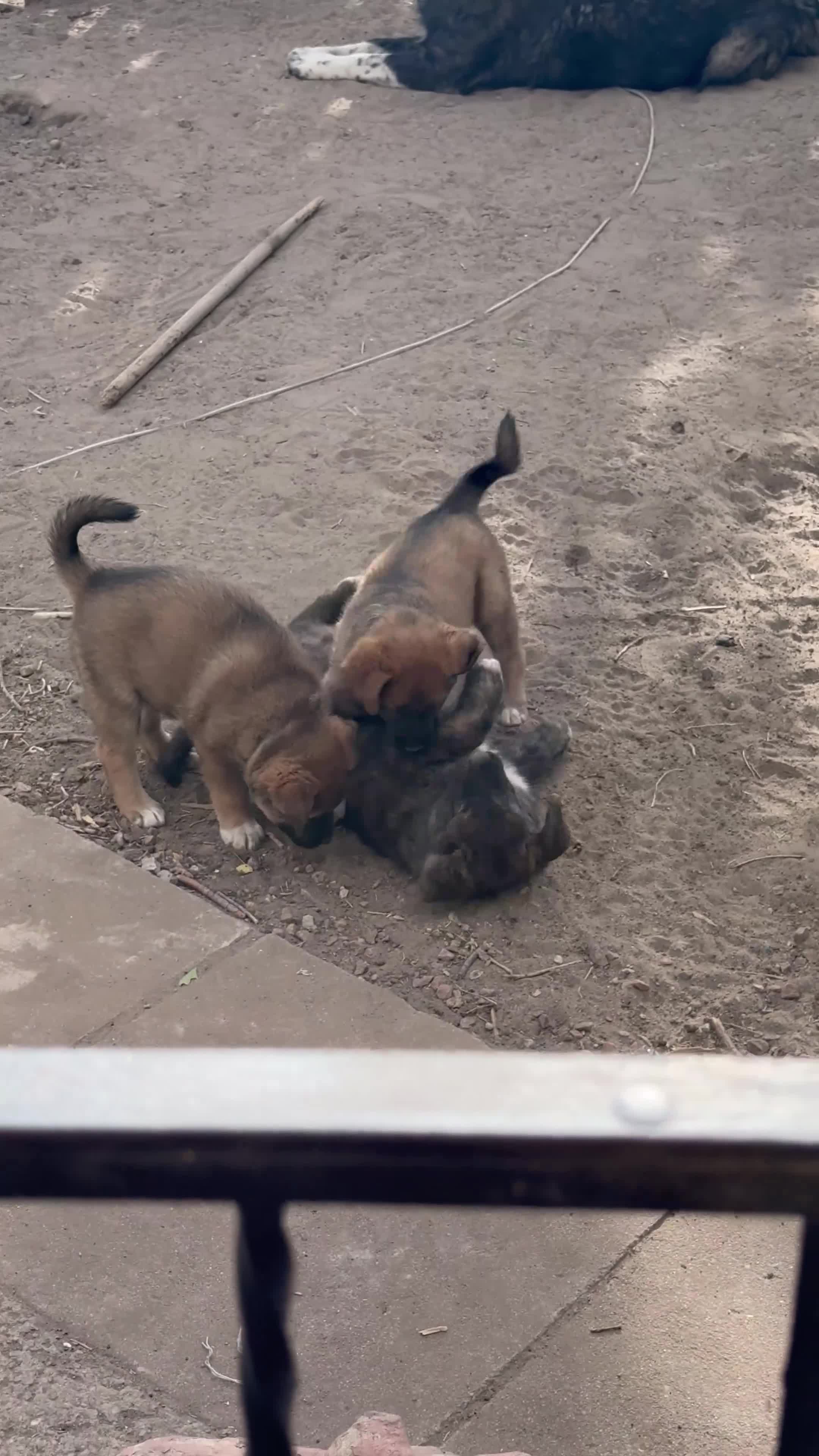 Mixed Breed dogs for sale: Spicy - Video 1