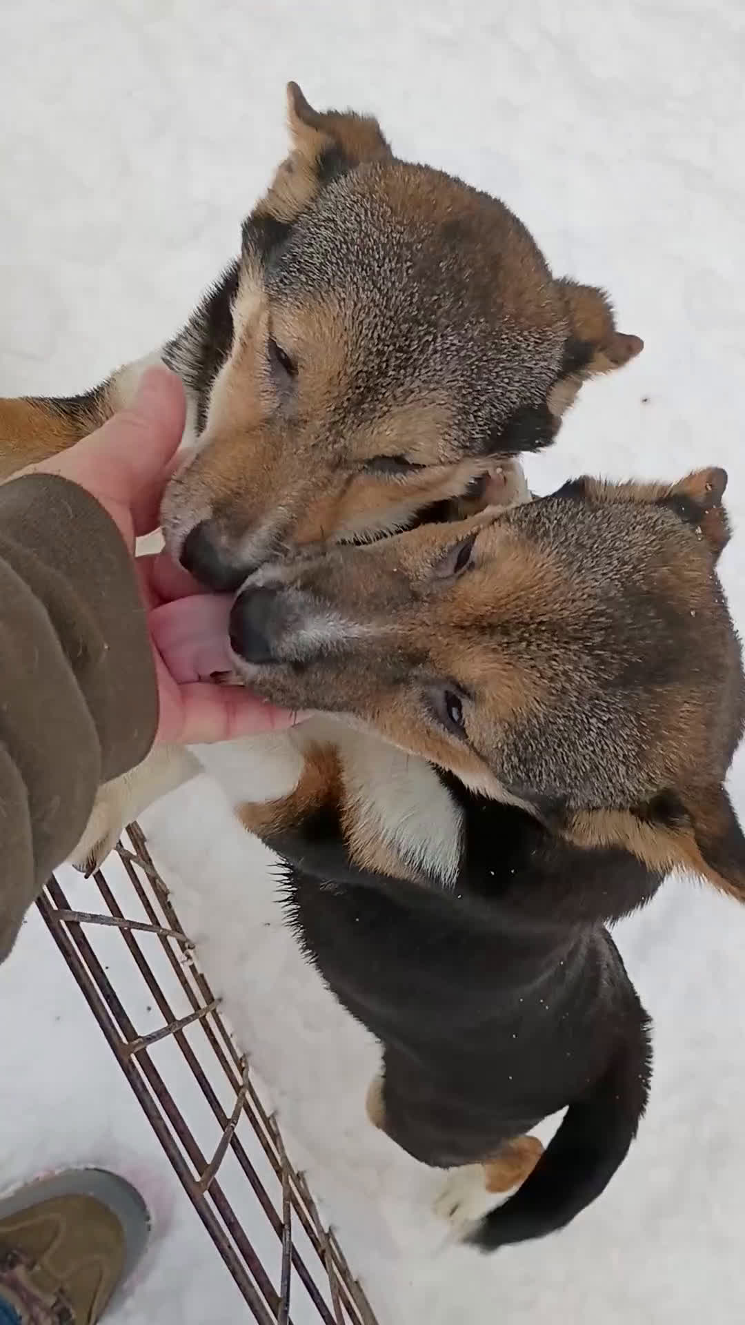 Shiba Inu dogs for sale: Holly  - Video 4