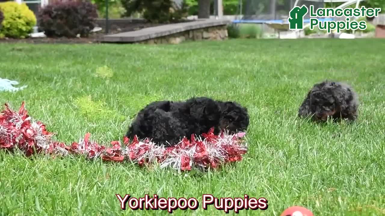 Yorkiepoo dogs for sale: Jo jo - Video 1