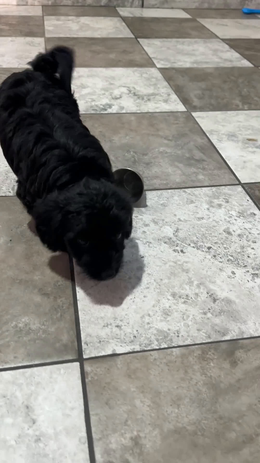 Mixed Breed dogs for sale: Annie - Video 1