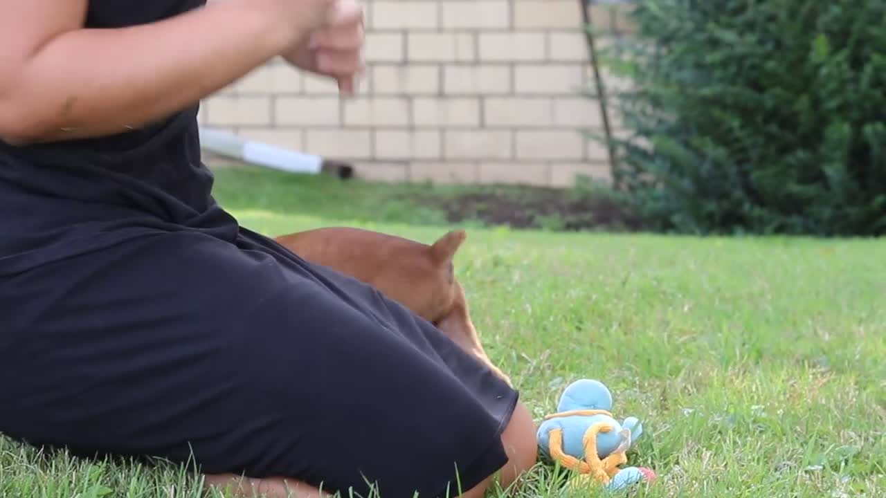 Boxer dogs for sale: Russell - Video 1