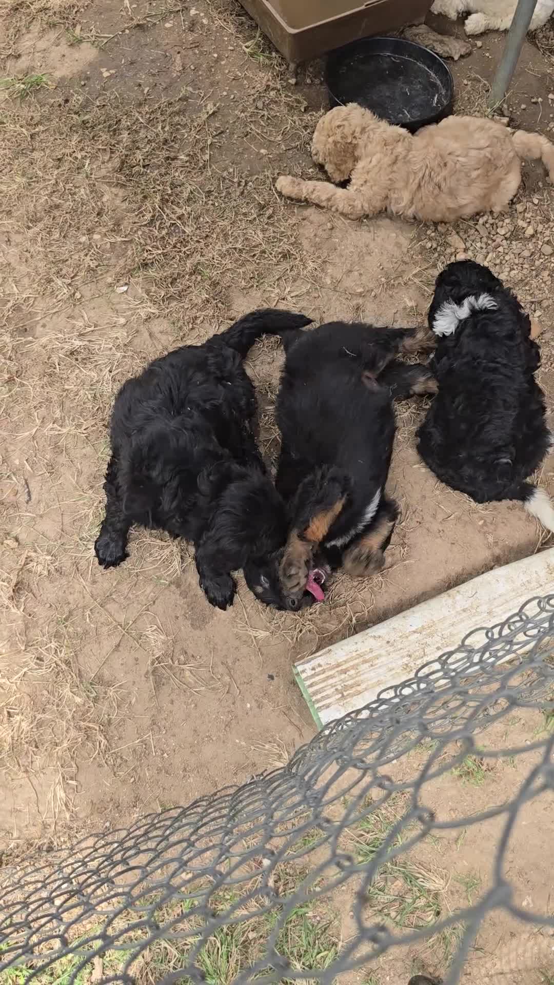 Goldendoodle dogs for sale: Goldendoodle 1 - Video 2