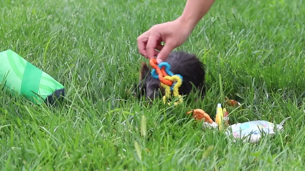 Yorkshire Terrier dogs for sale: Fiona - Video 1