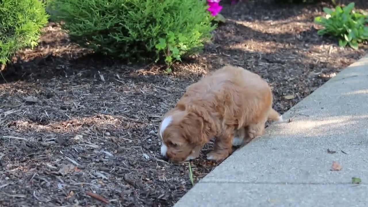 Cavapoo dogs for sale: Harley - Video 1